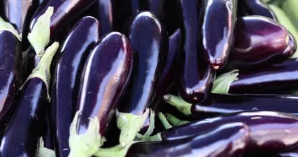 Bunch Fresh Eggplants Street Market Useful Composition Eggplant Concept — Stockvideo