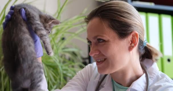 Veterinário Fêmea Feliz Examina Gatinho Clínica Conceito Serviços Médicos Veterinários — Vídeo de Stock