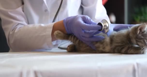 Gatinho Cinzento Sendo Examinado Pelo Veterinário Clínica Batimento Cardíaco Gatos — Vídeo de Stock