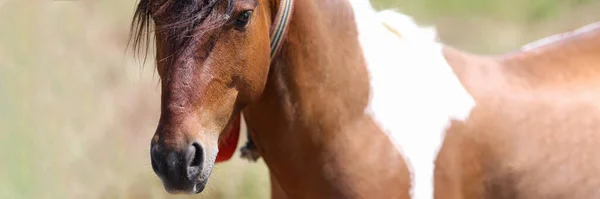 Closeup of muzzle of brown white horse with long mane. Hobby horse breeding concept