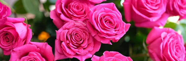 Букет Красивых Цветущих Розовых Роз Ароматная Романтическая Рамка — стоковое фото