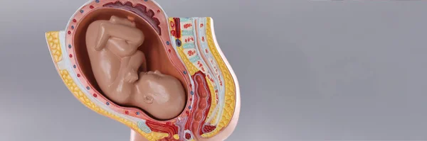 Closeup of artificial mock uterus with fetus on gray background. Obstetrics and gynecology concept