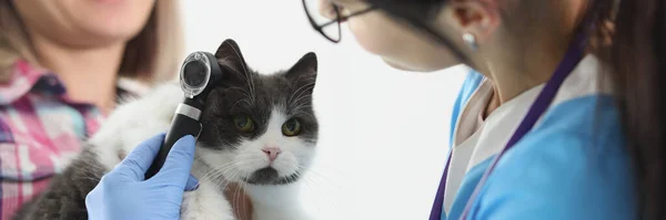 Retrato Mulher Médico Veterinário Verificando Gatos Orelha Com Equipamento Especial — Fotografia de Stock