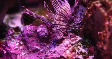 Lion fish Pterois Miles swims and searches for food among coral reefs. Beautiful coral fish zebra concept