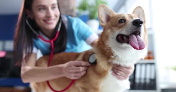 Veterinario Con Estetoscopio Escucha Perro Corgi Galés Durante Cita Clínica — Vídeos de Stock