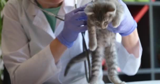 Veterinär Medicinska Handskar Och Vit Rock Lyssnar Sjuk Försvagad Kattunge — Stockvideo