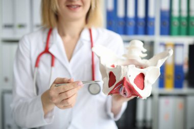 Klinikteki kalça ekleminin doktor modeli. Pelvik kemik ağrısı, teşhis ve tedavi kavramına neden olur