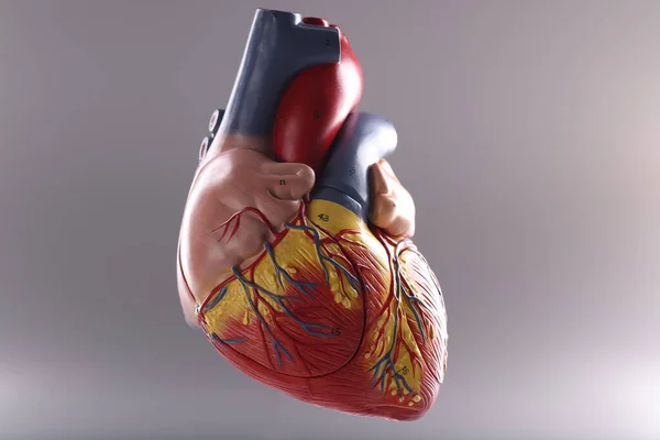 Anatomy of human heart on gray background. Cardiology medicine and health care