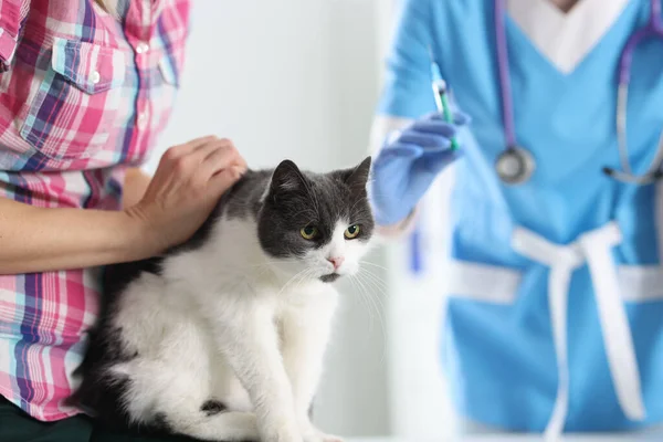 Veterinarian doctor vaccinating cat at vet clinic. Injections to animals concept