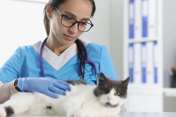 Atención Veterinaria Para Primer Plano Lindo Gato Concepto Clínica Veterinaria — Foto de Stock