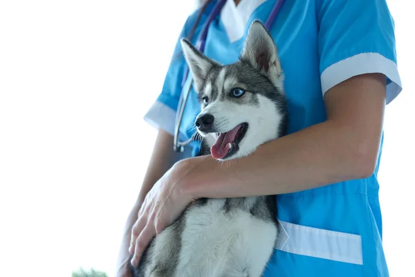 Veterinarian Beautiful Little Husky Dog Veterinary Clinic Medical Care Animals — Fotografia de Stock