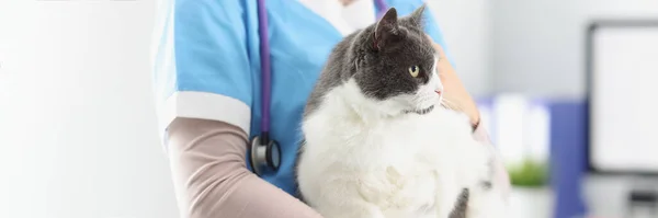 Close Veterinário Segurar Gato Fêmea Cuidar Animais Estimação Médico Veterinário — Fotografia de Stock