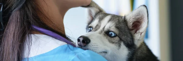 수의사가 웃으며 귀여운 강아지 허스키를 예인선에 파란색 아름다운 동물들의 우정적 — 스톡 사진