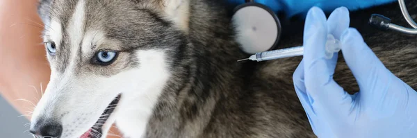 Portrait Fluffy Husky Dog Get Injection Veterinary Doctor Treatment Recovery — Fotografia de Stock