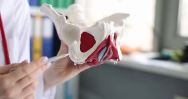 Doktor kadın leğen kemiğinin tıbbi anatomik modelini tutuyor. Yakın plan. Anatomi dersi, pelvik organların detaylı çalışması.