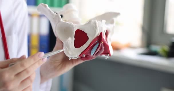 Doctor Holds Medical Anatomical Model Human Female Pelvis Close Anatomy — Video Stock