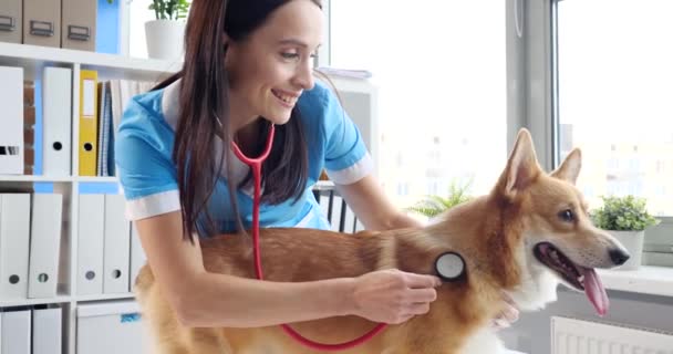 Smiling Veterinarian Listens Stethoscope Corgi Close Dog Examination Veterinary Clinic — Vídeos de Stock