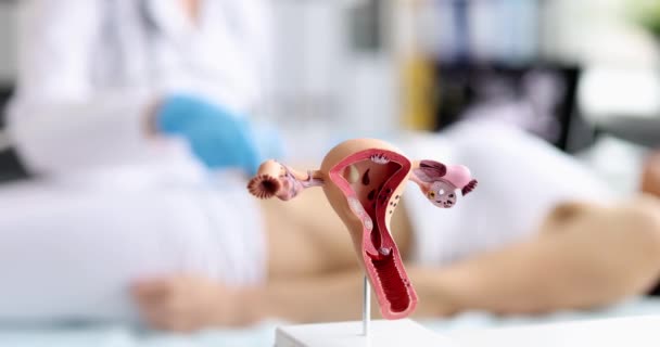 Anatomical Model Uterus Table Shallow Focus Ultrasound Woman Infertility — 图库视频影像