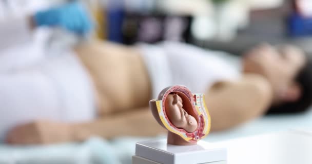 Anatomical Model Fetus Doctors Table Shallow Focus Ultrasound Pregnant Woman — Αρχείο Βίντεο