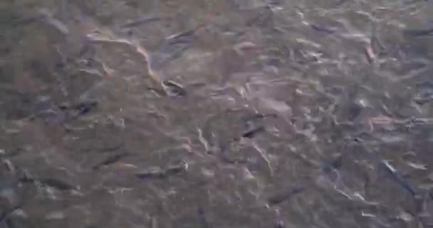 Molti Pesci Acqua Marrone Mangiano Pane Primo Piano Acquicoltura Acquacoltura — Video Stock