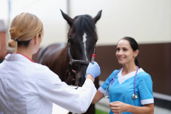 Two Veterinarians Examining Horse Holding Test Tube Biological Analysis Horse — Fotografia de Stock