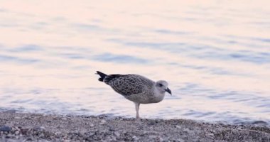 Kuş martı deniz kıyısı filminde yavaş çekimde yiyecek arıyor. Güzel doğa konsepti