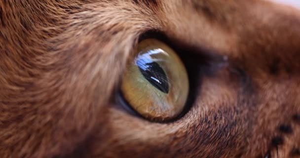 Closeup Green Eye Pedigreed Cat Movie Helping Homeless Animals Concept — Video