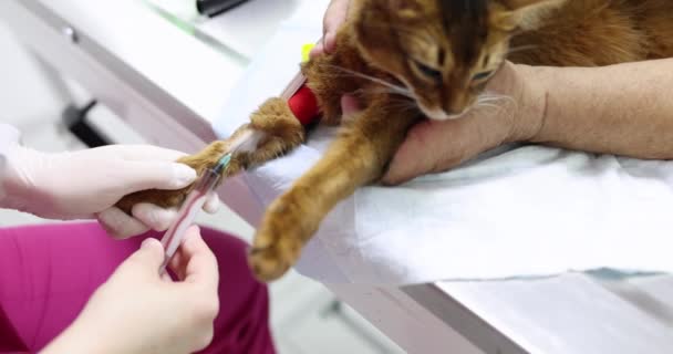 Blood Taken Cats Paw Analysis Close Slowmotion Visit Vet Clinic — Vídeos de Stock