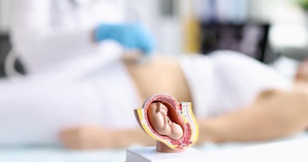 Anatomický Model Plodu Děloze Ultrazvuk Těhotné Ženy Prenatální Diagnóza Dítěte — Stock video