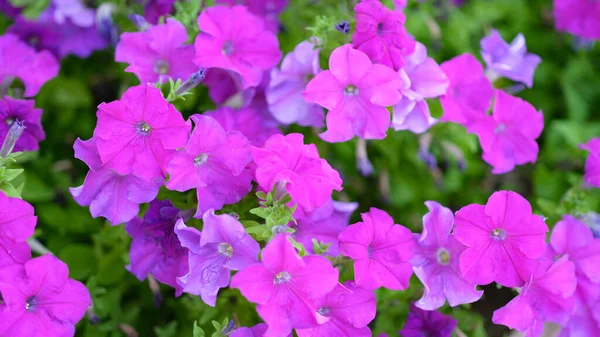 Beautiful Pink Petunia Flowers Summer Garden Flowers Texture Background — Stockfoto