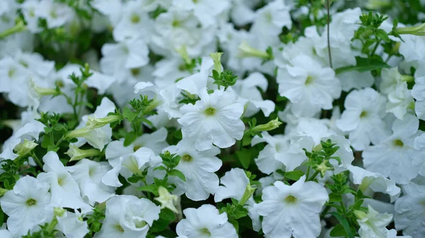 White petunia flower and first spring flowers. Blooming flowers in garden and background of flowers