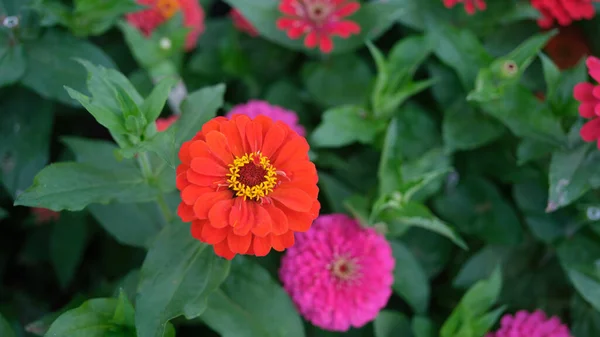Delicate Orange Gerbera Flower Summer Garden Beautiful Gerbera Flower Bed — Stockfoto