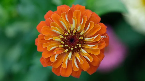 Beautiful Orange Gerbera Flower Summer Garden Garden Flowers Flower Bed — Stockfoto