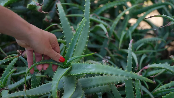 Closeup Female Hands Green Aloe Bush Medicinal Plant Aloe Concept — Zdjęcie stockowe