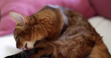 Closeup of fluffy cute ginger cat licks fur on its paws and lies on sofa. Cat hair care concept