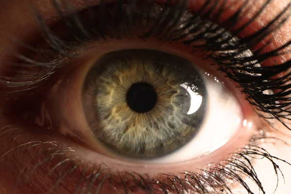 Beautiful Iris Human Eye Gray Green Closeup Female Eye Eyelashes — Stockfoto
