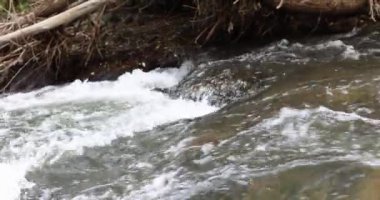 The stream of a mountain river with white foam flows down, side view, close-up. Brown tree roots near the water