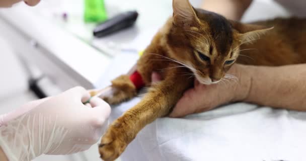 Blood Taken Kittens Paw Analysis Close Diagnostics Treatment Veterinary Clinic — Stock Video
