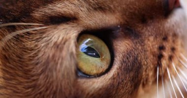 Macro moving eye of a brown cat, close-up. The kitten looks up, slow motion. Home pet, natural light