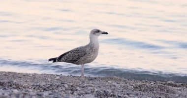 A sea bird stands on the sea coast of a pebble beach, slow motion. Beautiful natural landscape, cinematic
