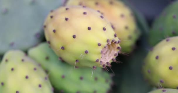 Delicious Yellow Prickly Cactus Fig Close Tropical Fruit Set Shallow — Stockvideo