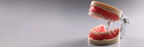 Close-up of tooth model, focus on teeth, teeth orthodontic dental model or human jaw. Model for educational process. Dentistry, stomatology, care concept
