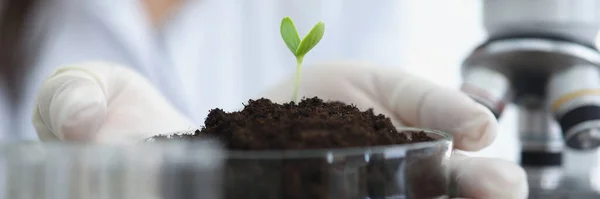 Cientista Segurando Placa Petri Com Terra Broto Planta Verde Suas — Fotografia de Stock