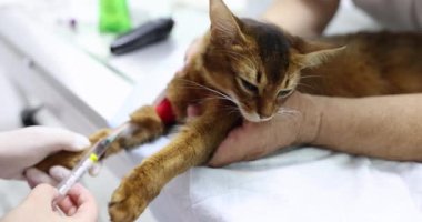 Veterinarian injects syringe with needle into vein of red cat paw. IV catheter care and system connection