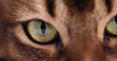 Siberian green tabby cat eye macro closeup. Beautiful cat and lynx eye