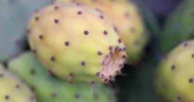 Yellow prickly pear, edible cactus fruit, close-up. Sweet and delicious mexican food, ficus indica