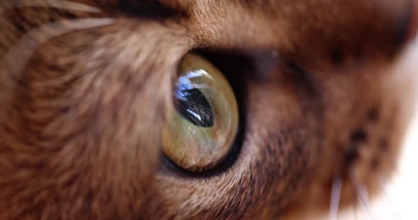 Close Brown Head Cat Macro Eyes Side View Cat Looks — Video