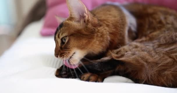 Brown Cat Licks Paws Sofa Close Slowmotion Home Pet Engaged — Vídeos de Stock