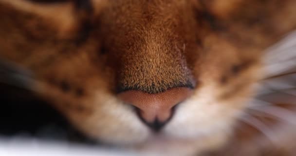 ปแมวใกล บแมคโครบนจม กและหนวด แมวท าตาล ใกล ยงในแสงอาท — วีดีโอสต็อก