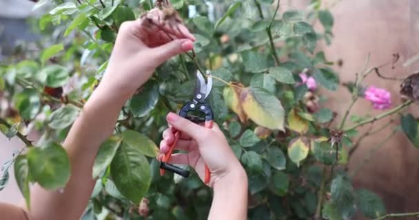 정원에 자두를 사용하여 원예가 두를자르는 모습을 클로즈업한다 재배에 — 비디오